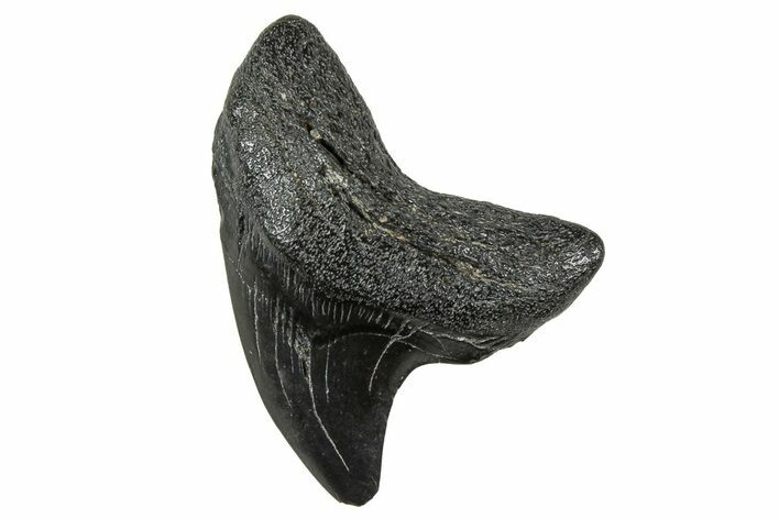 Rare,  Giant Thresher Shark (Alopias) Tooth - South Carolina #326304